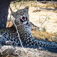 Botswana_2018_171 Botswana_2018_171
