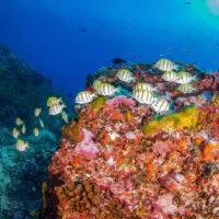 Legal_Nomads_Oceania_07 Legal_Nomads_Oceania_07