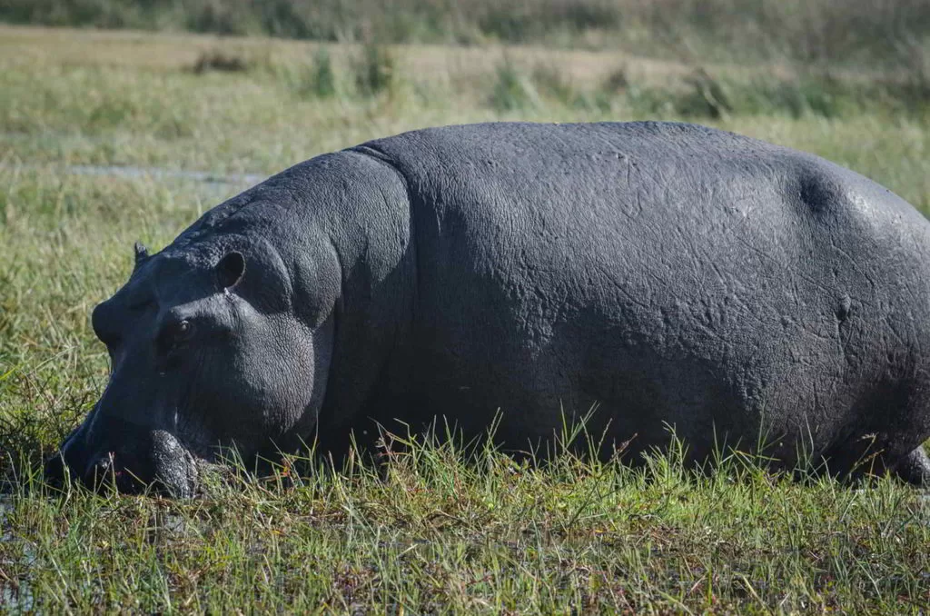 Botswana2015 - Botswana2015_101.jpg
