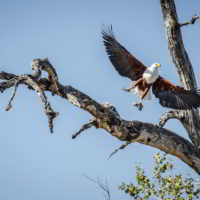 Botswana2015 - Botswana2015_107.jpg