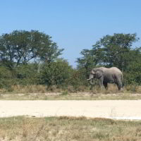 Botswana2017 - Botswana2017_51.jpg