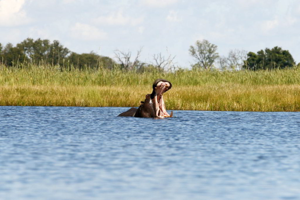 Botswana_2016_poramokra - Botswana2016_poramokra_12.jpg