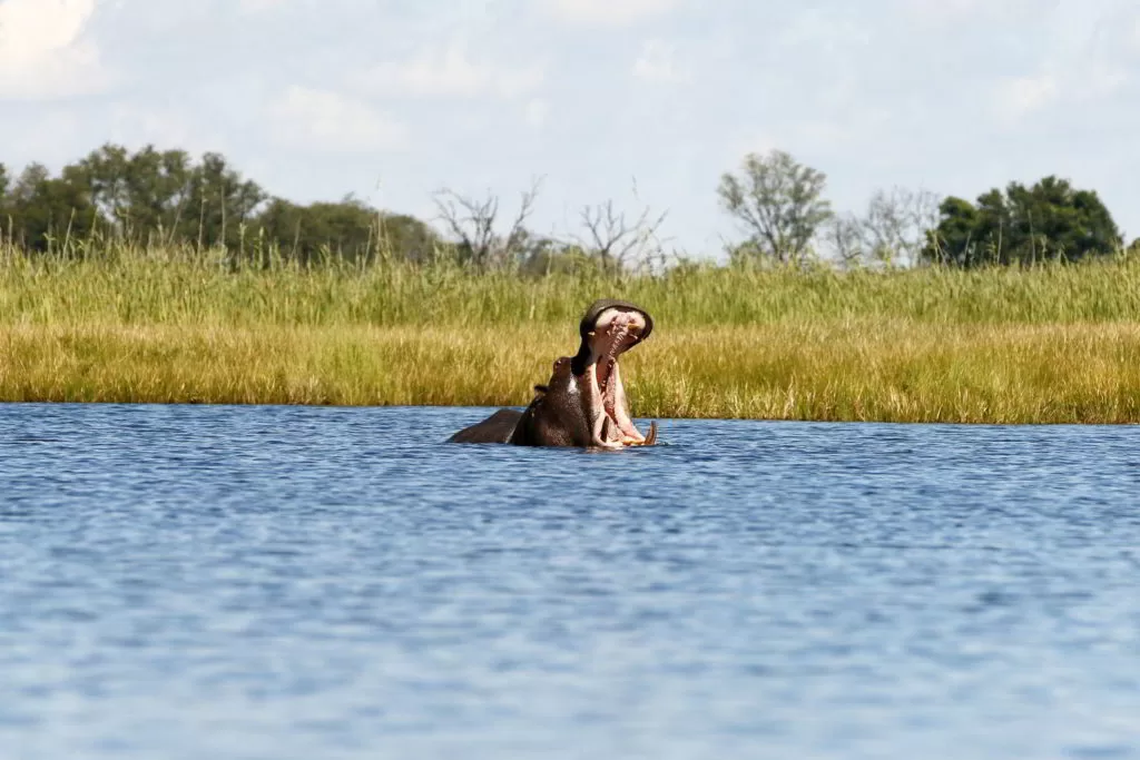 Botswana_2016_poramokra - Botswana2016_poramokra_12.jpg