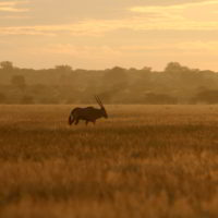 Botswana_2016_poramokra - Botswana2016_poramokra_13.jpg