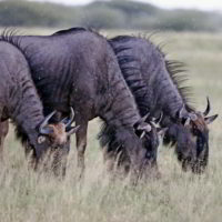 Botswana_2016_poramokra - Botswana2016_poramokra_14.jpg