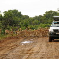 Botswana_2016_poramokra - Botswana2016_poramokra_20.jpg