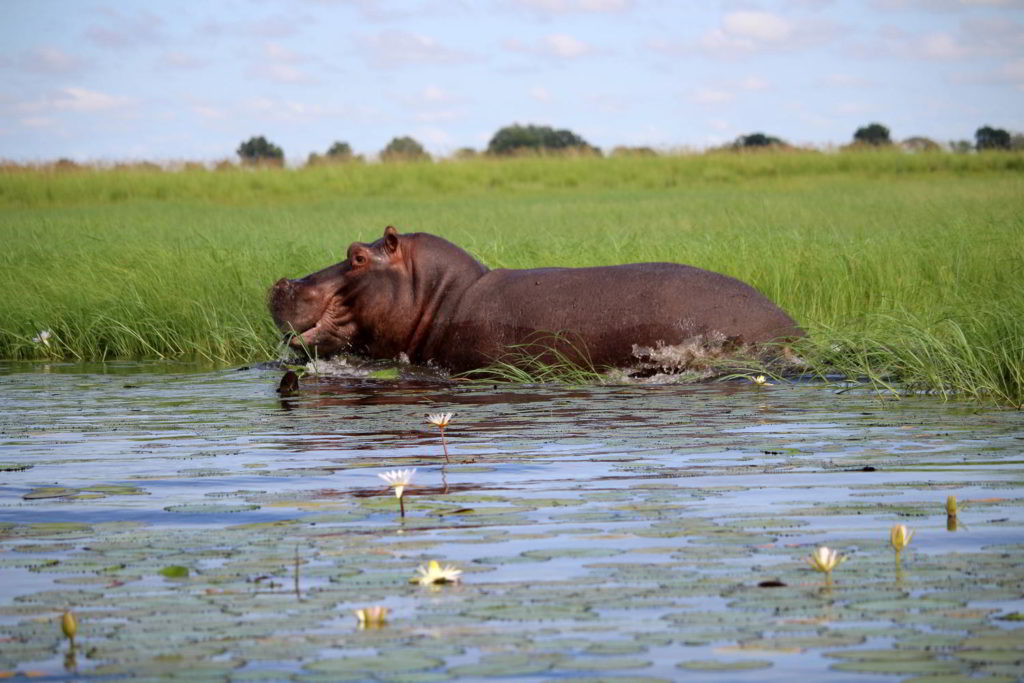 Botswana_2016_poramokra - Botswana2016_poramokra_42.jpg