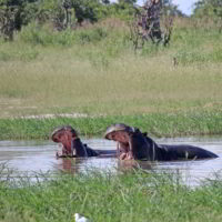 Botswana_2016_poramokra - Botswana2016_poramokra_52.jpg