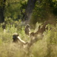 Botswana_2016_poramokra - Botswana2016_poramokra_6.jpg