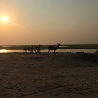 Botswana_pora_sucha - Botswana_pora_sucha_112.jpg
