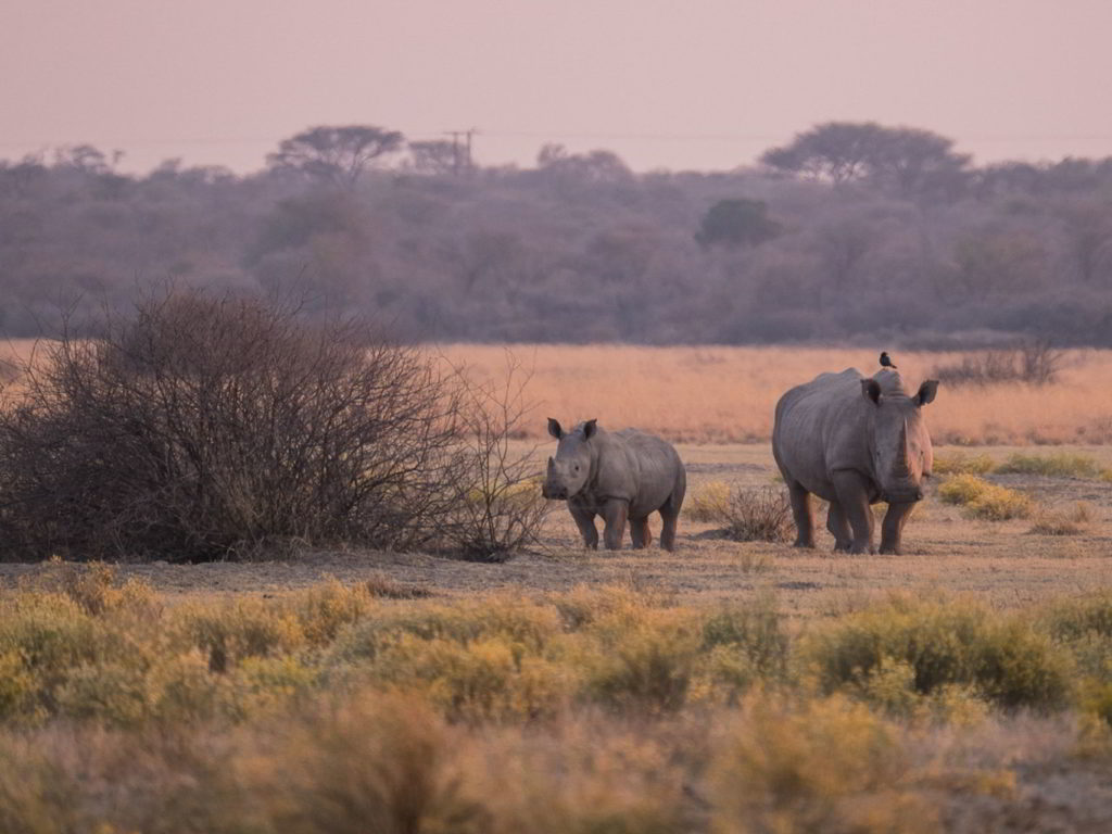 Botswana_pora_sucha - Botswana_pora_sucha_61.jpg