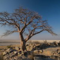 Botswana_pora_sucha - Botswana_pora_sucha_65.jpg