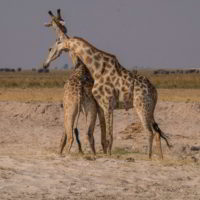 Botswana_pora_sucha - Botswana_pora_sucha_81.jpg