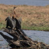 Botswana_pora_sucha - Botswana_pora_sucha_86.jpg