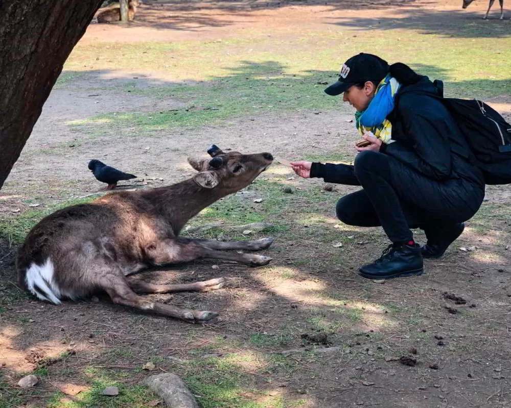 Japonia2019 - Wyprawa_do_Japonii_2019_143.jpg