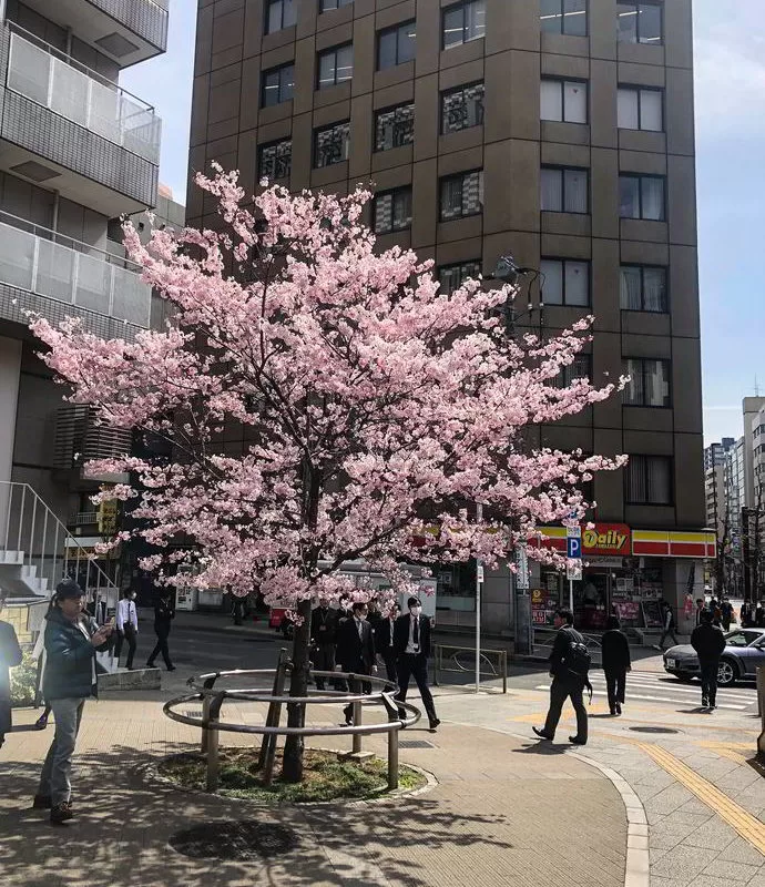 Japonia2019 - Wyprawa_do_Japonii_2019_214.jpg