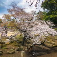 Japonia2019 - Wyprawa_do_Japonii_2019_228.jpg