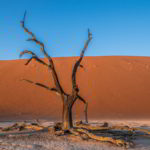 Namibia czerwone piaski pustyni - Namibia_Czerwone_piaski_pustyni_23.jpg