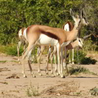 Namibia2016 - Wyprawa_do_Namibii_2016_144.jpg