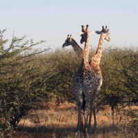 Namibia2016 - Wyprawa_do_Namibii_2016_78.jpg