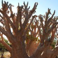 Namibia2016 - Wyprawa_do_Namibii_2016_83.jpg