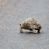 Sylwester_w_Mozambiku - Sylwester_w_Mozambiku_21.jpg