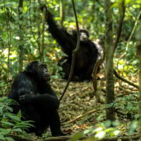 Szympanse_Story - Szympanse_story_13.jpg