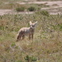 Tanzania2011 - Tanzania_2011_71.jpg