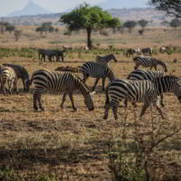 Uganda_Rwanda_2017 - Uganda-i-Rwanda_2017_100.jpg