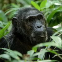 Uganda_Rwanda_2017 photo Uganda_Rwanda_2017 - Uganda-i-Rwanda_2017_103.jpg