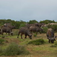 addo-elephant - addo_elephant_1.jpg