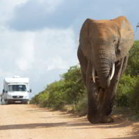 addo-elephant - addo_elephant_20.jpg