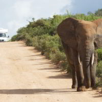 addo-elephant - addo_elephant_21.jpg