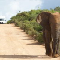 addo-elephant - addo_elephant_22.jpg