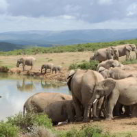 addo-elephant - addo_elephant_24.jpg