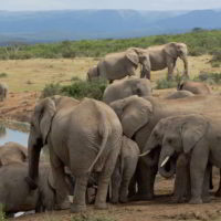 addo-elephant - addo_elephant_25.jpg