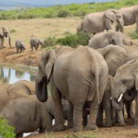 addo-elephant - addo_elephant_26.jpg