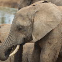 addo-elephant - addo_elephant_27.jpg