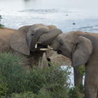 addo-elephant - addo_elephant_28.jpg