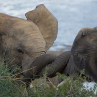 addo-elephant - addo_elephant_29.jpg