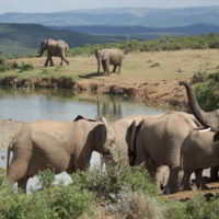 addo-elephant - addo_elephant_30.jpg