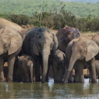 addo-elephant - addo_elephant_31.jpg