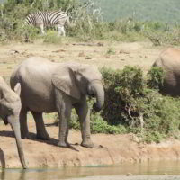 addo-elephant - addo_elephant_32.jpg