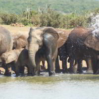 addo-elephant - addo_elephant_33.jpg