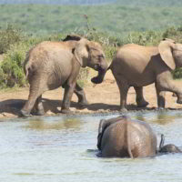 addo-elephant - addo_elephant_34.jpg