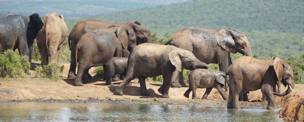 addo-elephant - addo_elephant_36.jpg