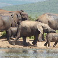 addo-elephant - addo_elephant_36.jpg