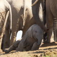 addo-elephant - addo_elephant_37.jpg