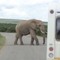 addo-elephant - addo_elephant_38.jpg