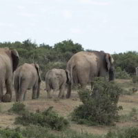 addo-elephant - addo_elephant_39.jpg